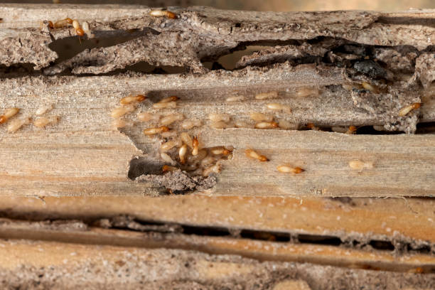 Best Commercial Pest Control Services  in Holiday, FL