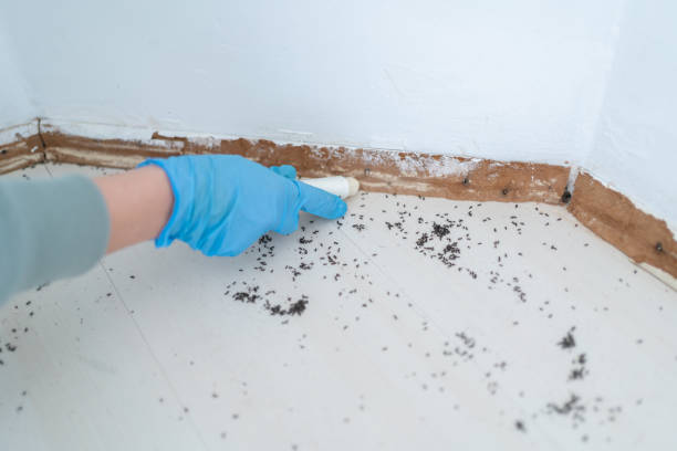Best Emergency Pest Control  in Holiday, FL